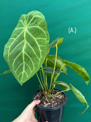 Anthurium ‘Magnificum’ NEW