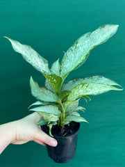 Dieffenbachia ‘Memoria Corsii’