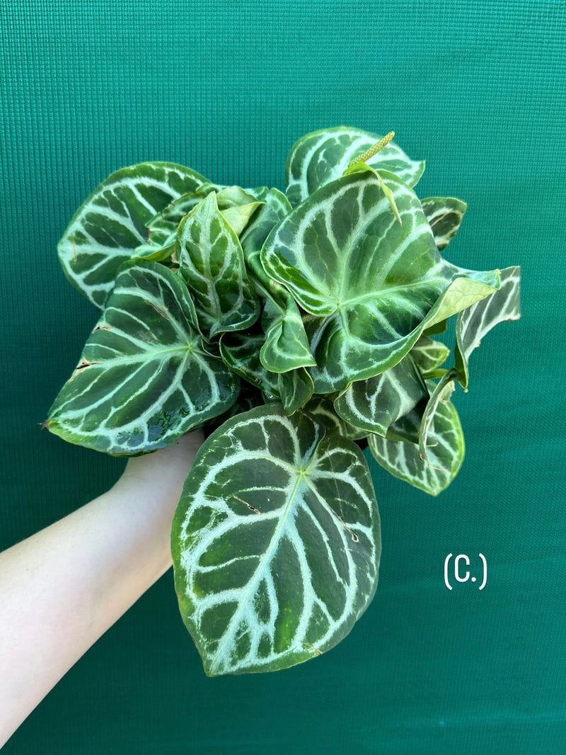 Anthurium crystallinum hybrid NEW