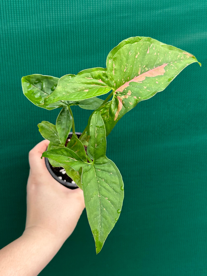 Syngonium ‘Pink Splash’