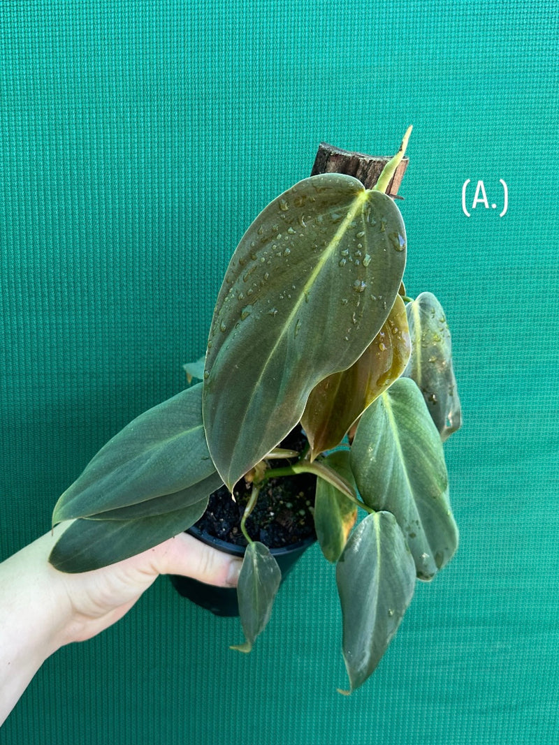 Philodendron ‘Gigas’
