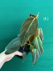 Philodendron ‘Gigas’