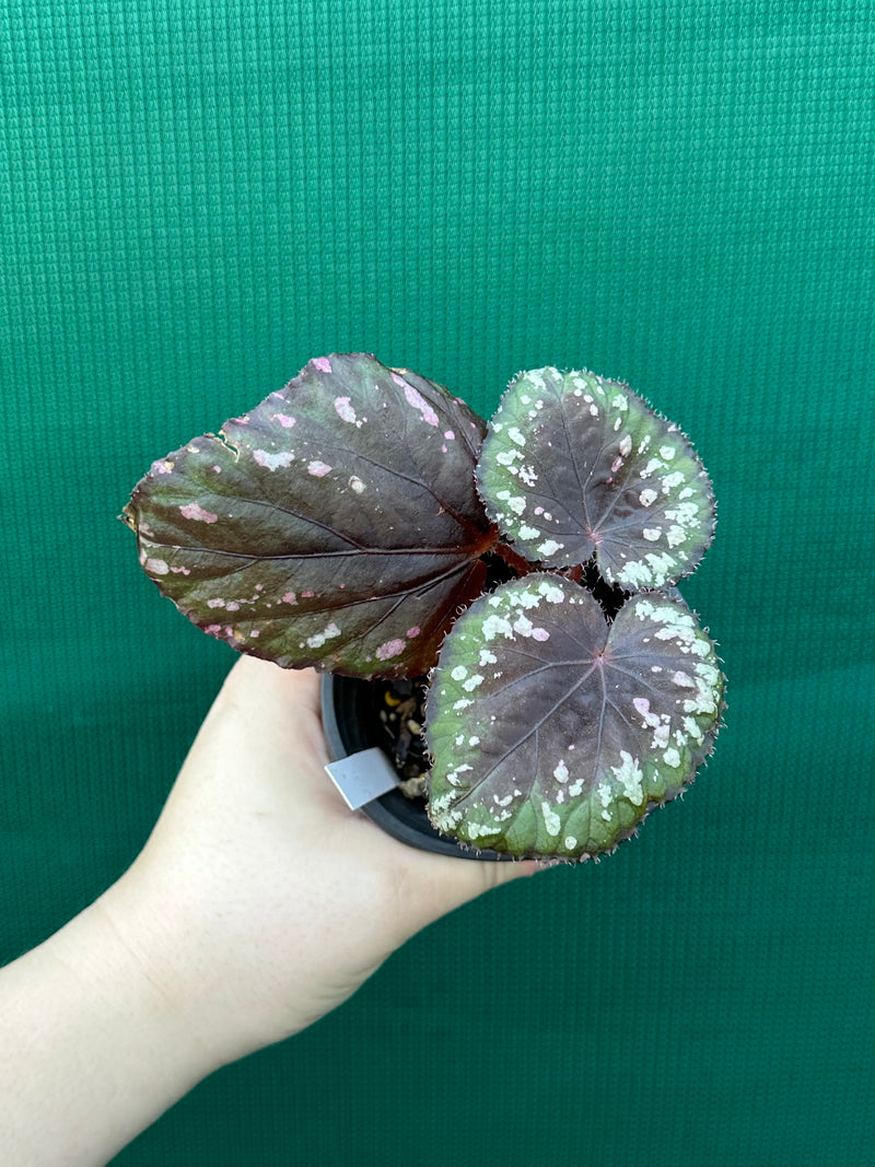 Begonia ‘Dr. Karissa’
