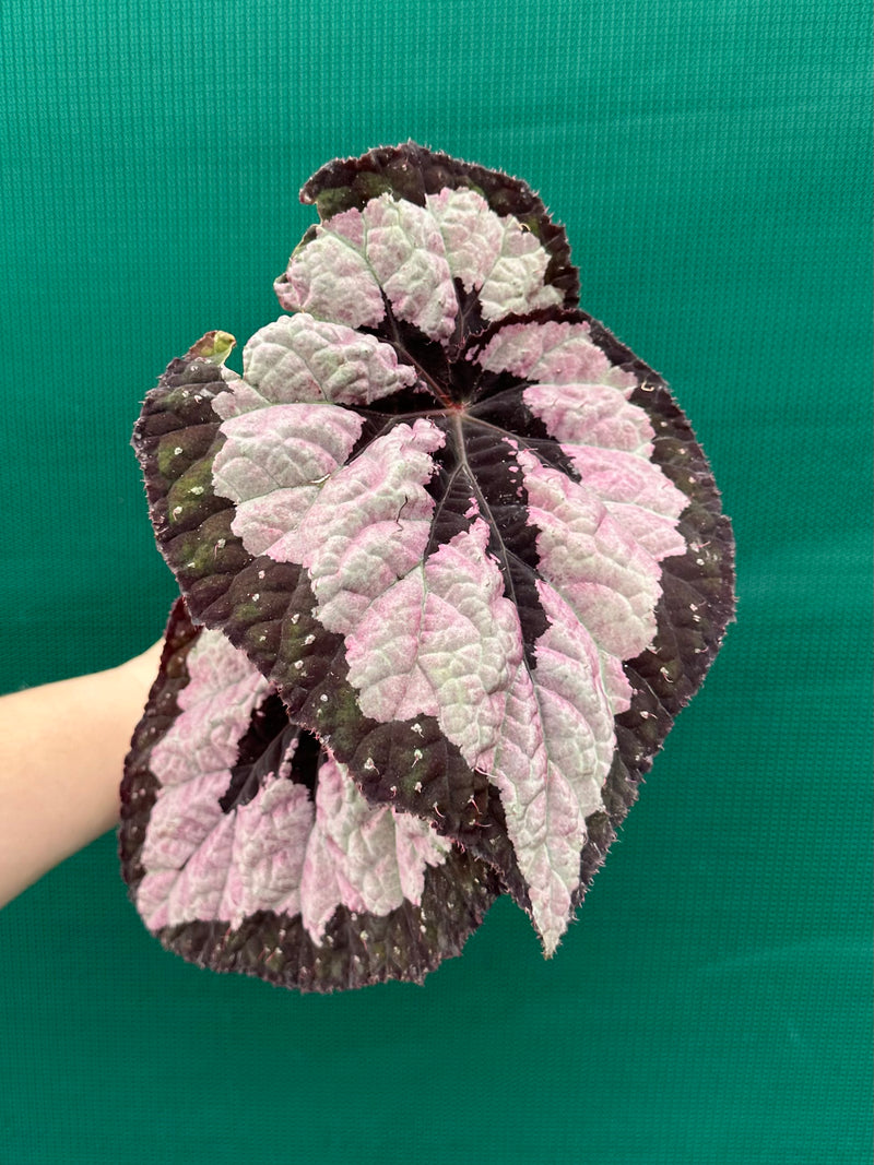 Begonia ‘Lively Ladd’
