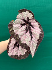 Begonia ‘Lively Ladd’