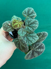 Begonia kui