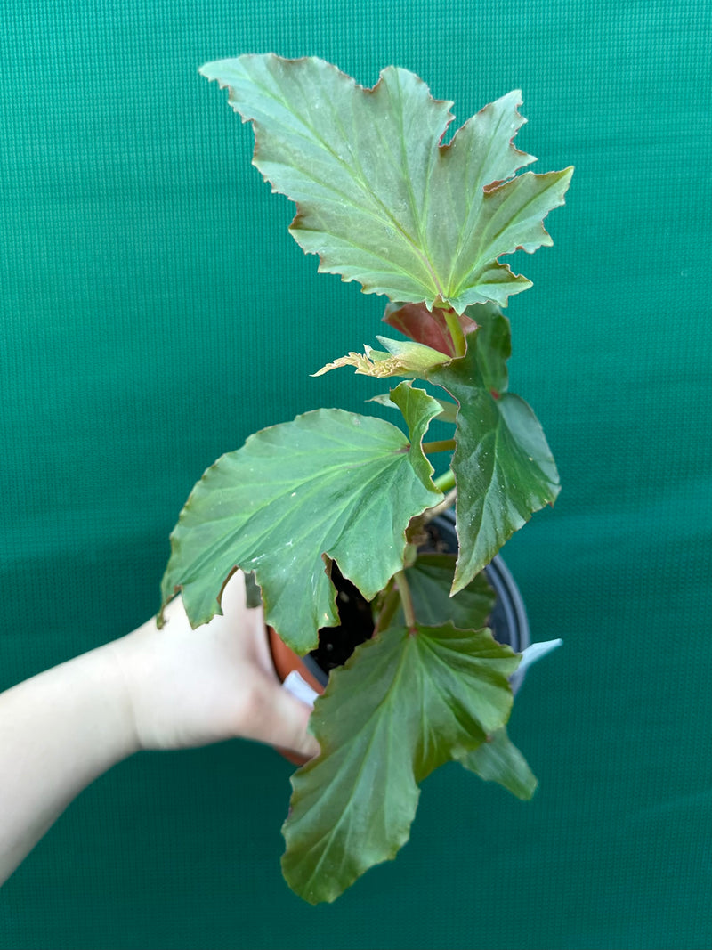 Begonia ‘Norma’s Delight' NEW