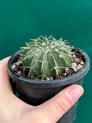 Parodia unknown