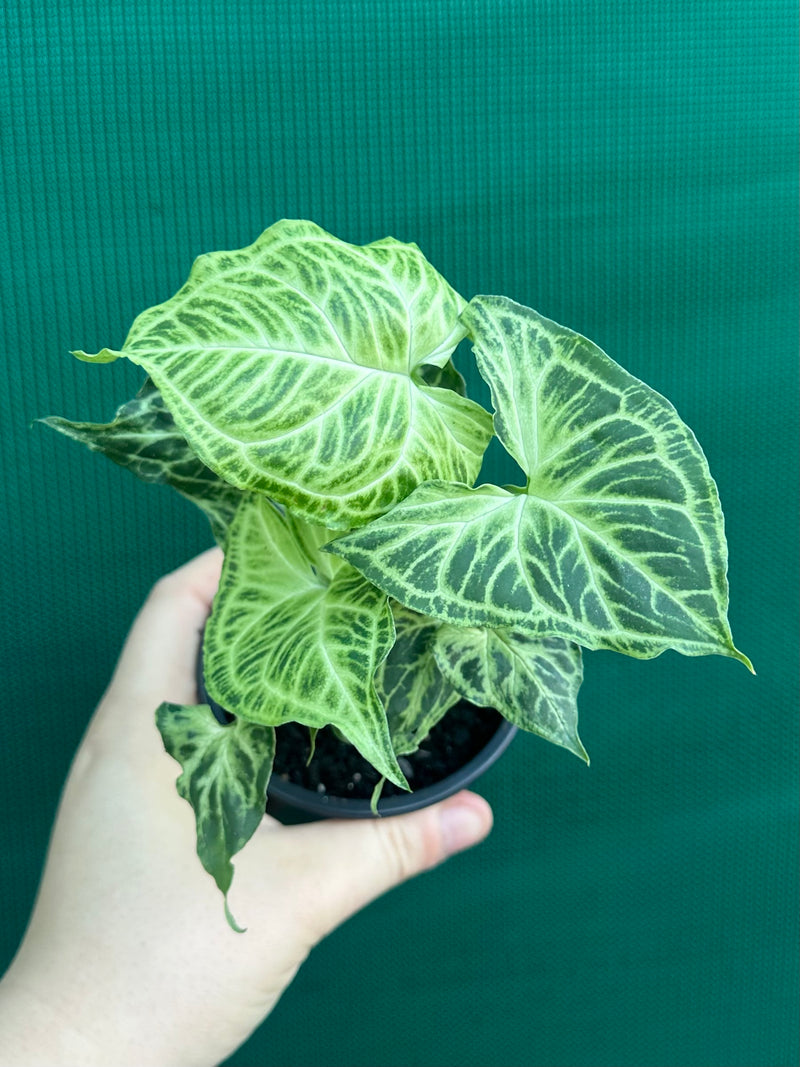 Syngonium podophyllum ‘Batik’