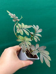 Solanum uleanum