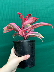 Cordyline fruticosa ‘Pink Champion’ NEW