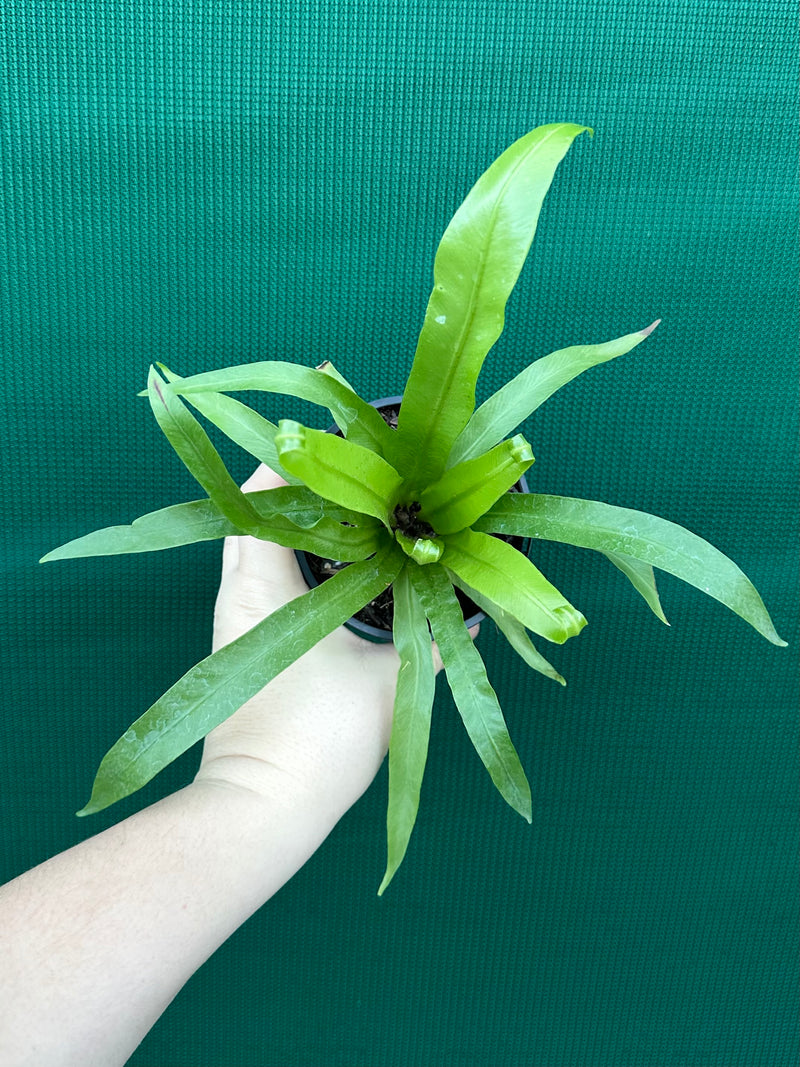 Asplenium ‘Antiquum’ NEW