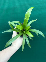 Asplenium ‘Antiquum’ NEW