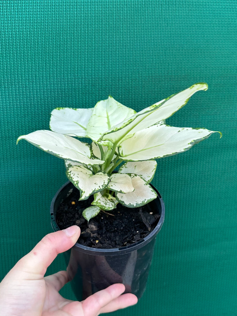 Aglaonema ‘White Valentine’ NEW