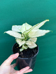 Aglaonema ‘White Valentine’ NEW