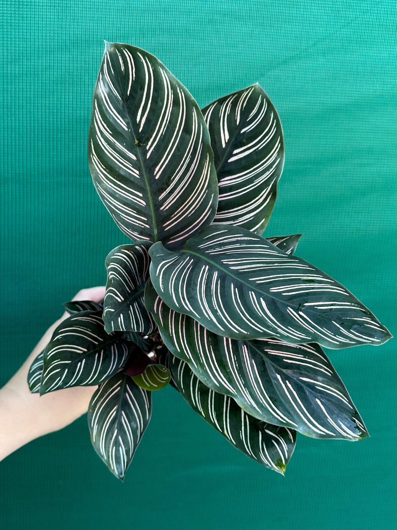 Calathea ‘Sanderiana Beauty’