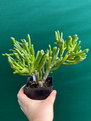 Crassula ovata ‘Skinny Fingers’ NEW