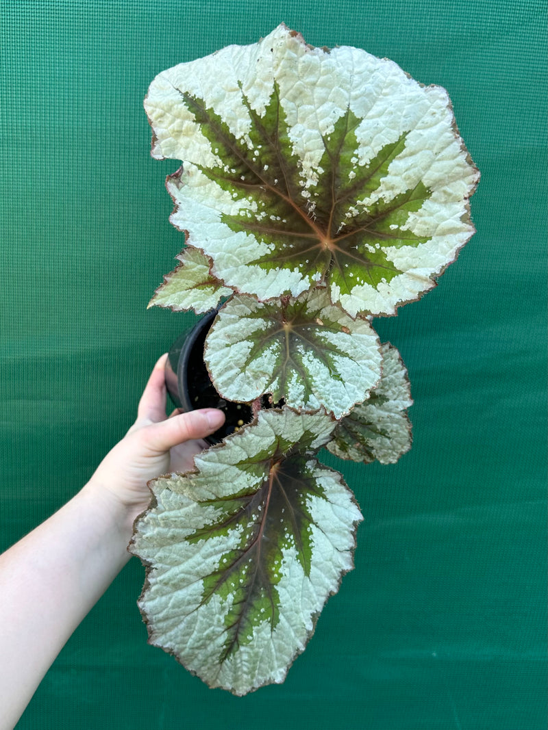 Begonia ‘Silver Anniversary’