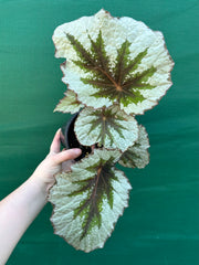 Begonia ‘Silver Anniversary’