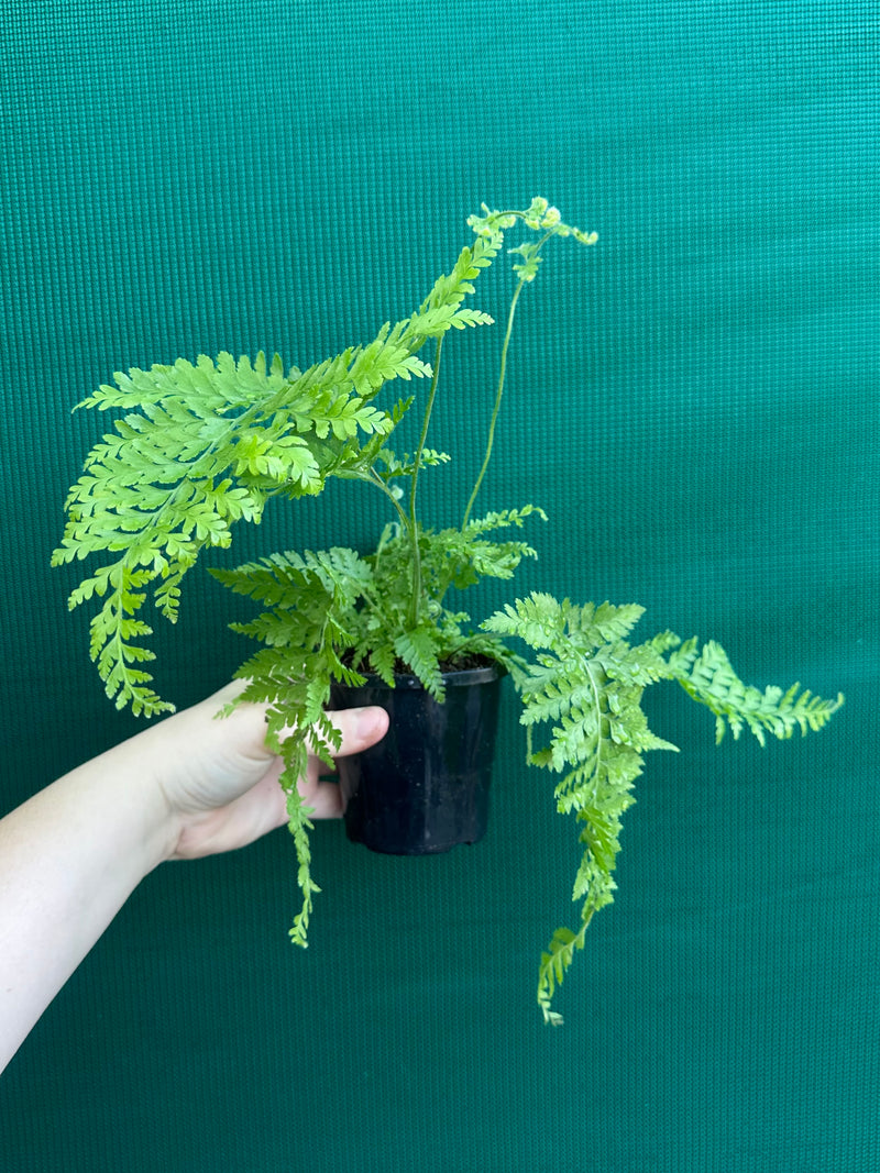Dryopteris dilatata ‘Broad Buckler Fern’