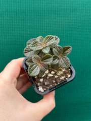 Pilea repens