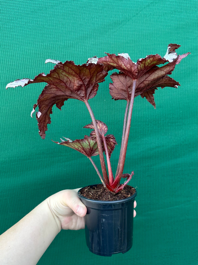 Begonia ‘Serpent’ NEW