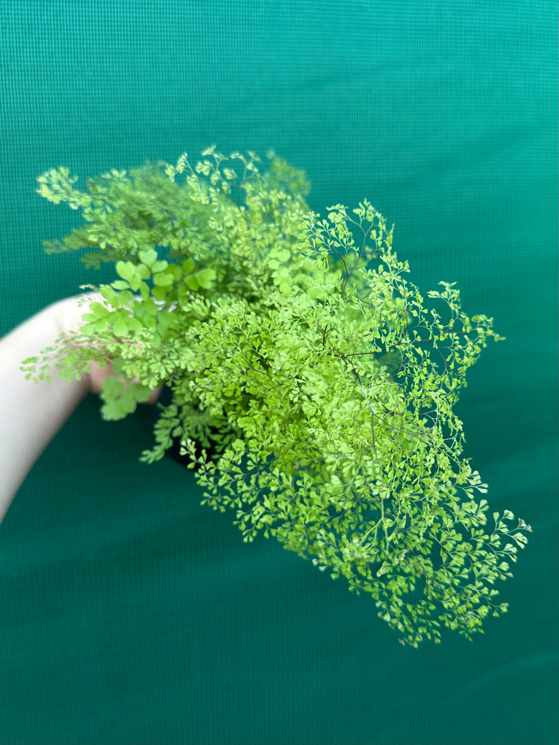 Adiantum unknown NEW