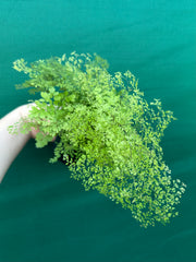 Adiantum unknown NEW