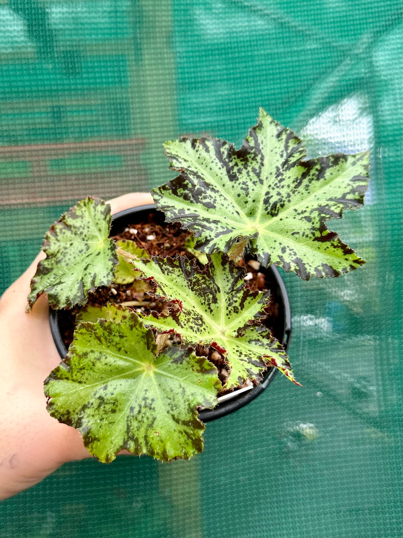 Begonia ‘One Day Cricket’
