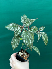 Sonerila maculata NEW