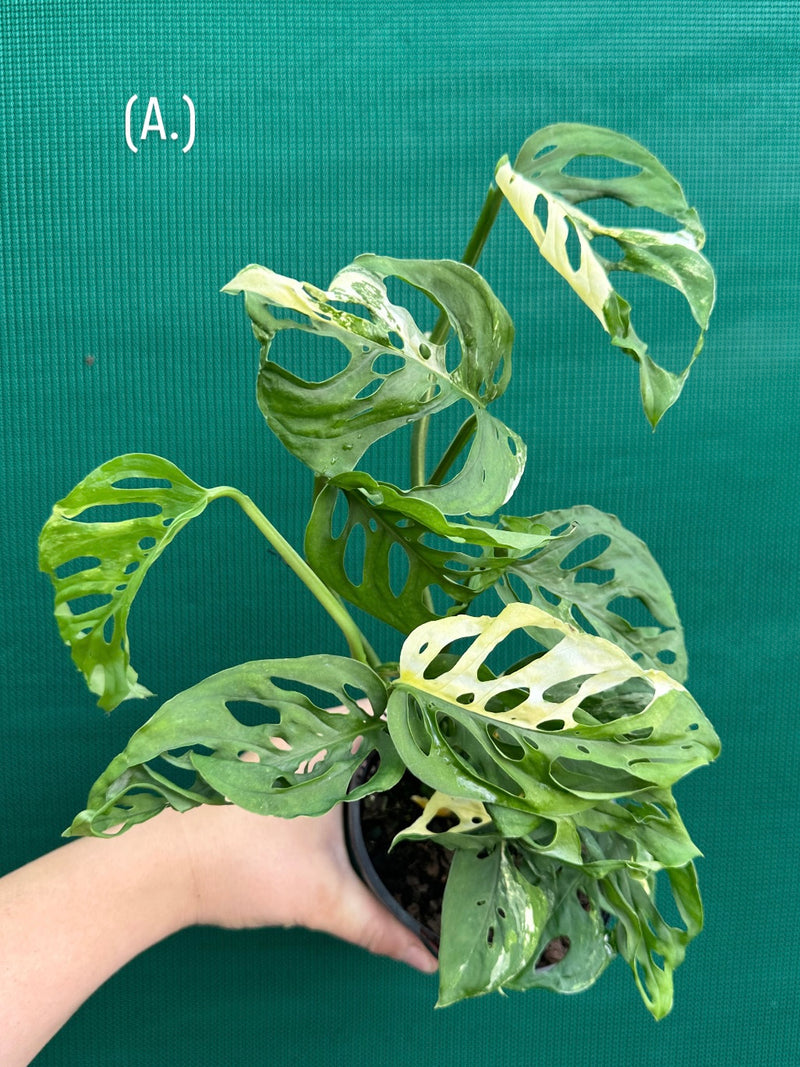 Monstera ‘Adansonii’ Variegated Albo