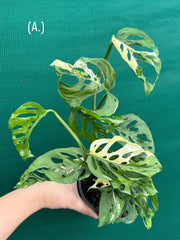 Monstera ‘Adansonii’ Variegated Albo