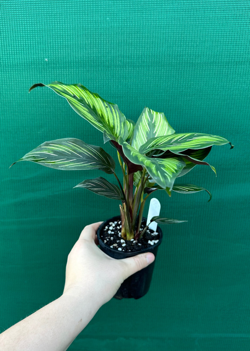 Calathea ‘Ornata’