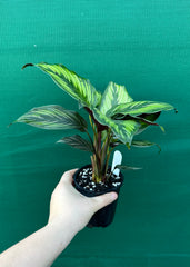 Calathea ‘Ornata’
