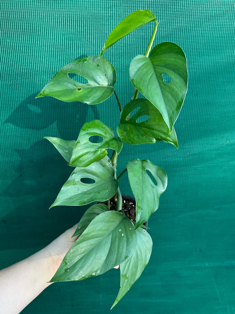 Rhaphidophora Pertusa