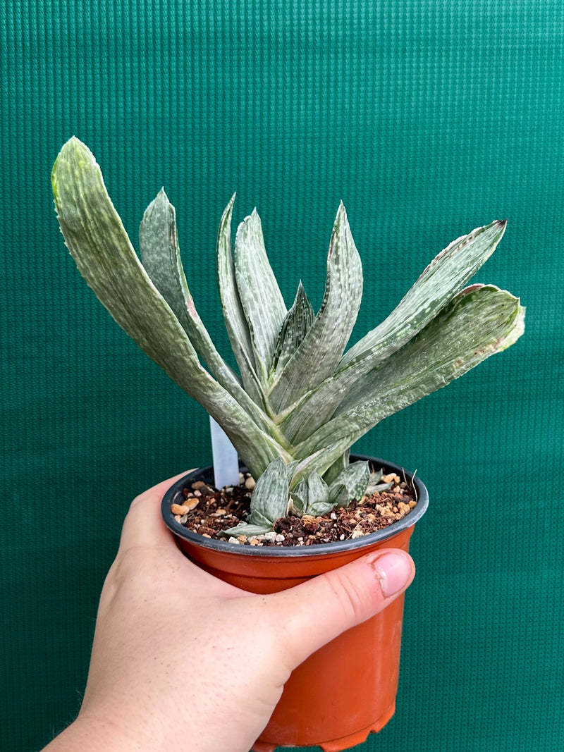 Gasteria nigricans var. marmorata f. variegata