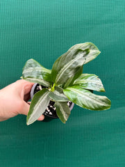 Schismatoglottis motteyana NEW