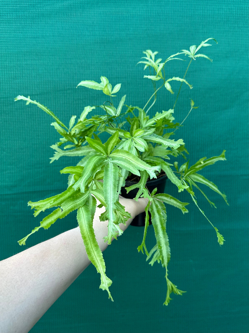 Pteris Fern Unknown 4