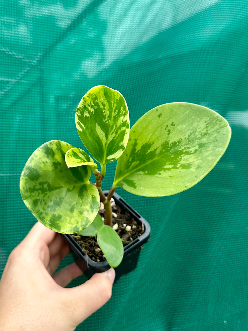 Peperomia Obtusifolia ‘Variegated’ NEW