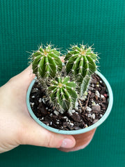 Neobuxbaumia polylopha