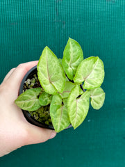 Syngonium 'Golden Allusion'