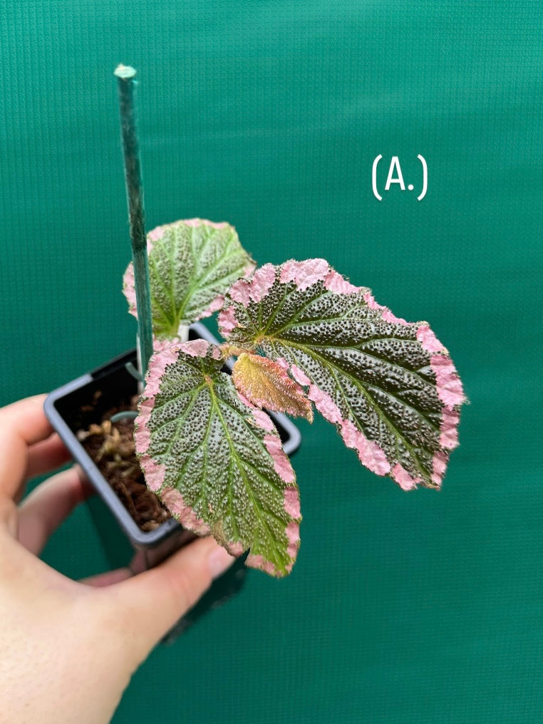 Begonia fulvovillosa (U012) NEW