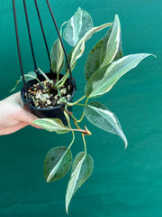 Philodendron hederaceum 'Rio'