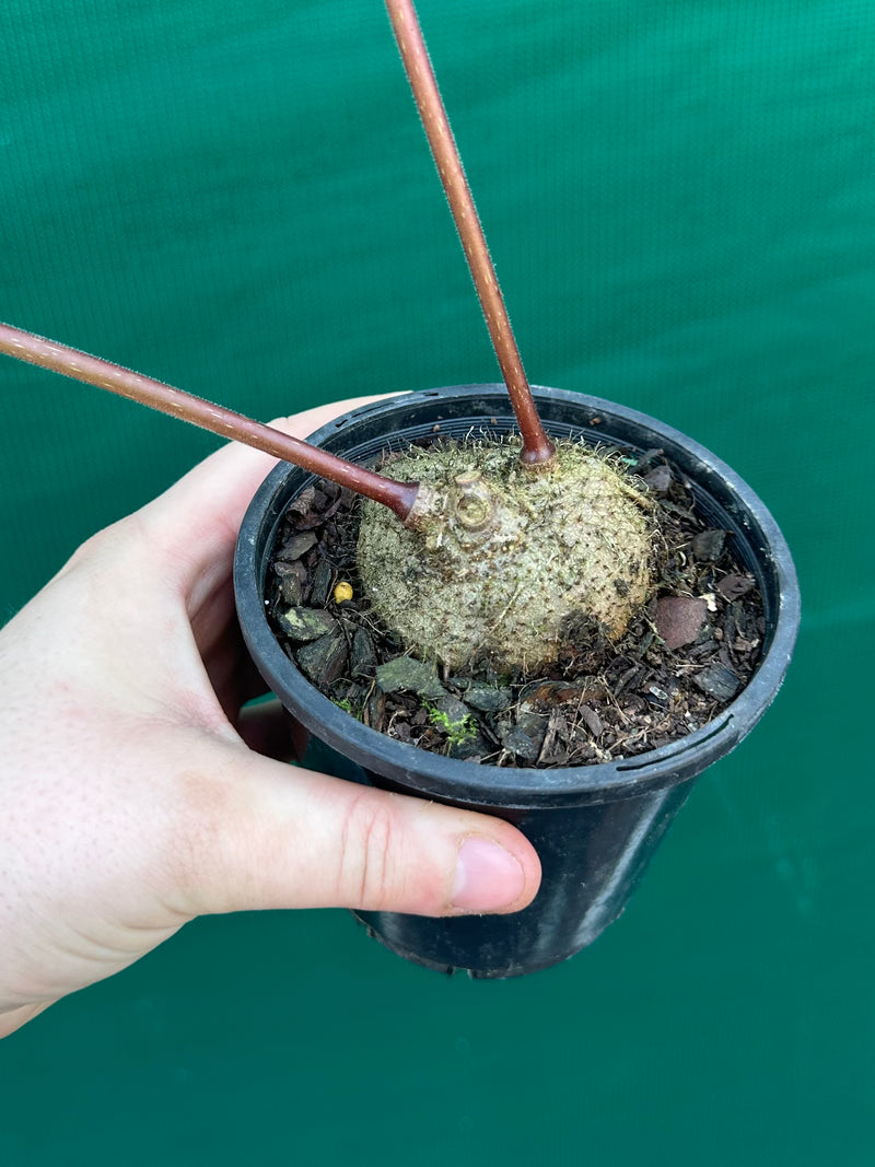 Sinningia douglasii NEW
