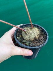 Sinningia douglasii NEW