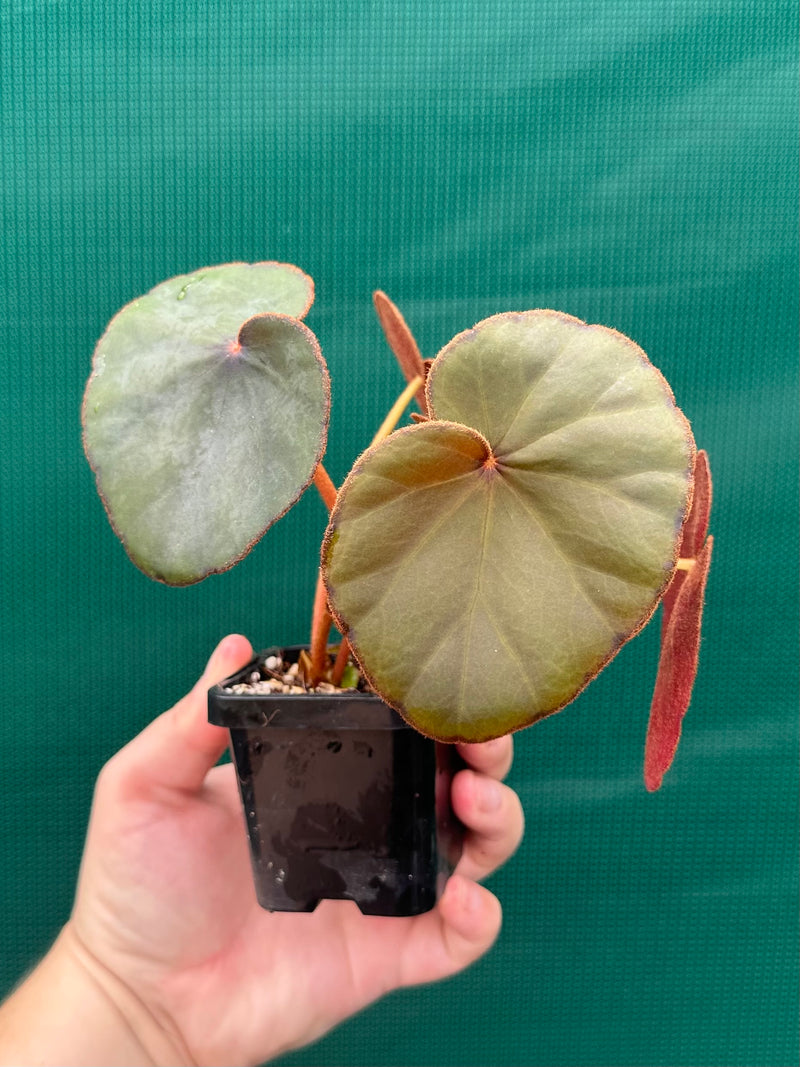 Begonia Lyman-Smithii