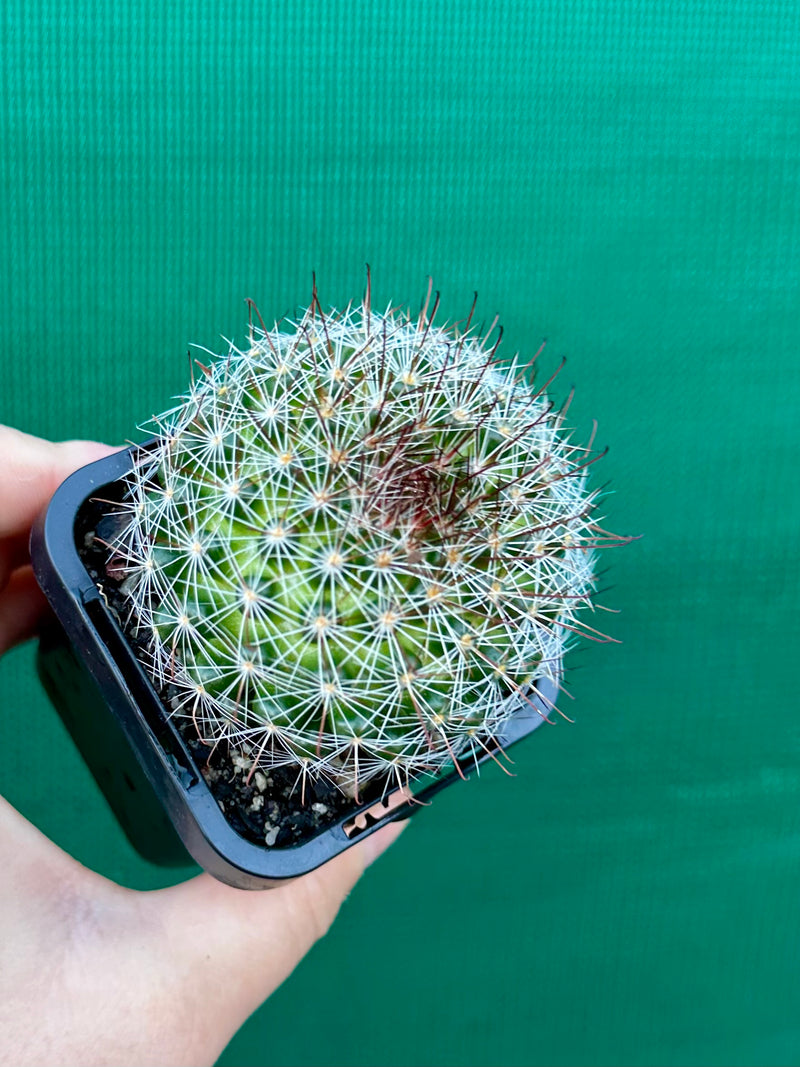 Mammillaria zeilmaniana