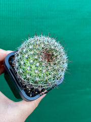 Mammillaria zeilmaniana