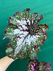 Begonia ‘Wild Fire’
