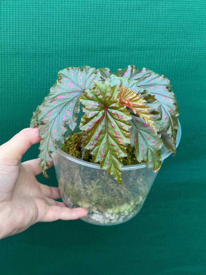 Begonia serratipetala NEW